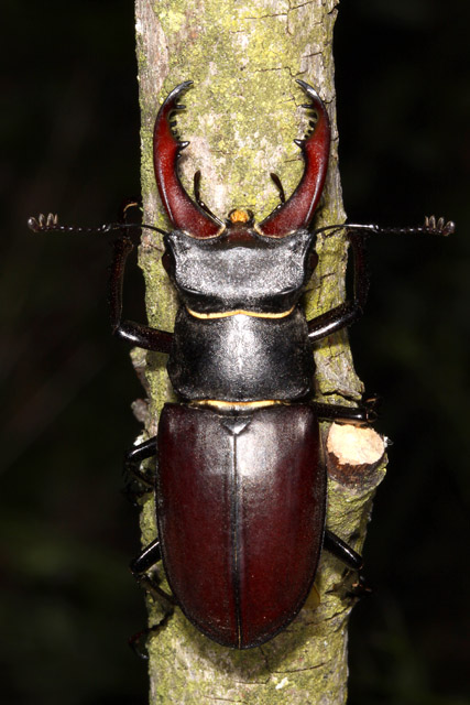 Lucanus cervus - Copyright Denis Bourgeois